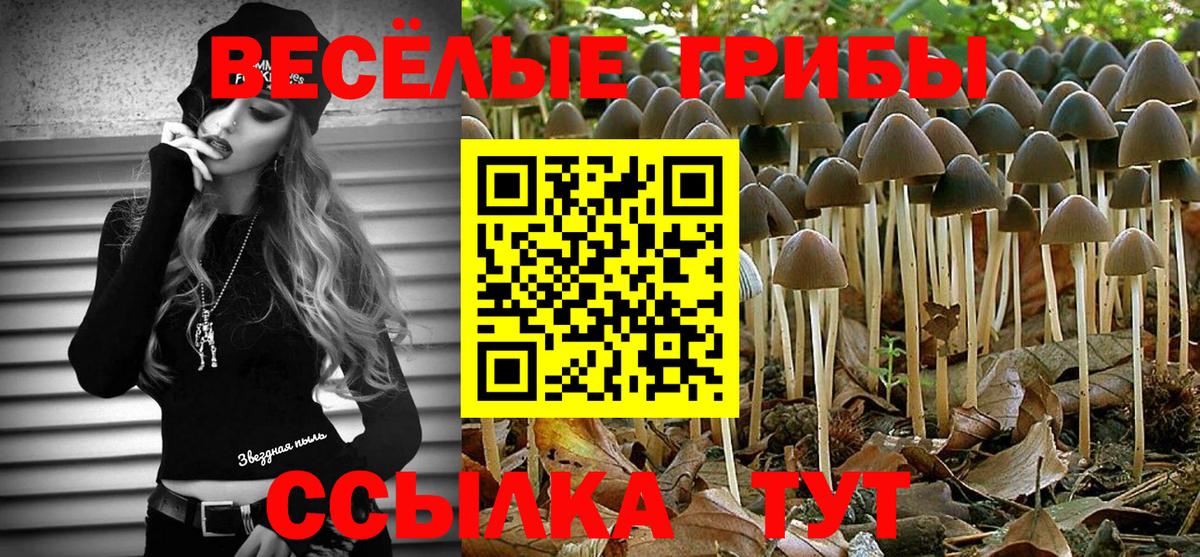 Псилоцибиновые грибы Psilocybe Тутаев